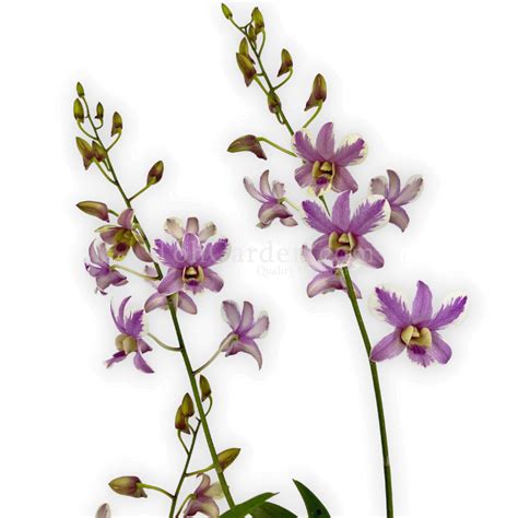 Dendrobium Shavin Splash Toh Garden Singapore Orchid Plant Flower