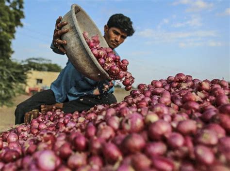 Nafed Intervenes To Stabilise Markets As Onion And Potato Prices Plunge