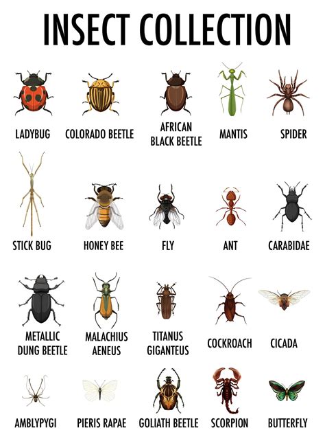 Insect Collection Chart 1432275 Vector Art At Vecteezy