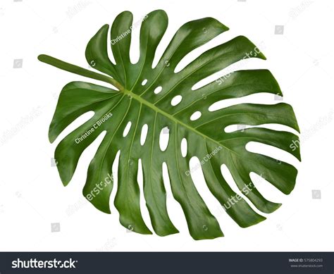 Large Tropical Shiny Jungle Leaf Called Stock Photo