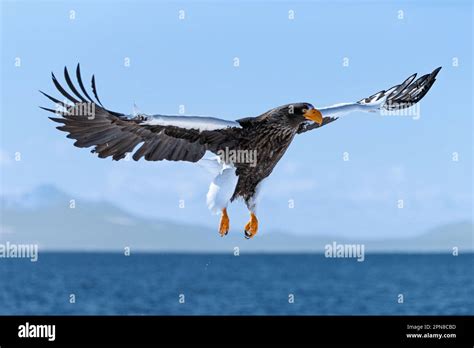 Stellers Sea Eagle Haliaeetus Pelagicus In Flight With Its Wings