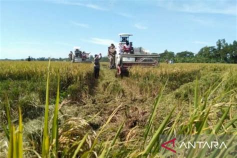 Pupuk Kujang Ikut Tingkatkan Produksi Padi Dan Stok Beras Nasional