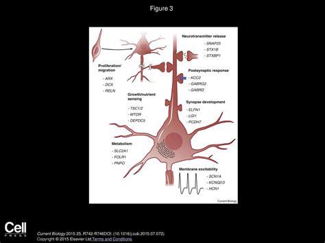 Epilepsy Current Biology Ppt Download