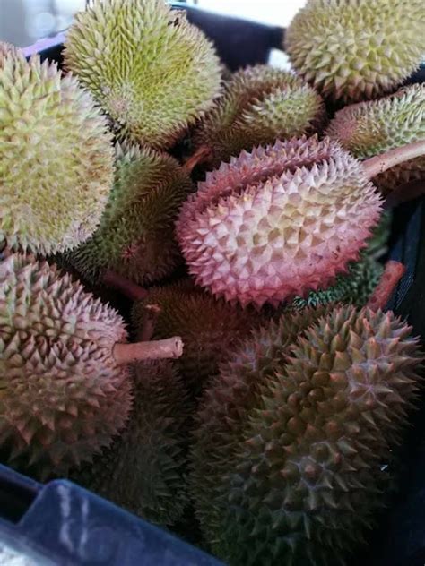 Tempat Makan Durian Di Alor Setar Kedah Kereta Sewa Alor Setar Kedah