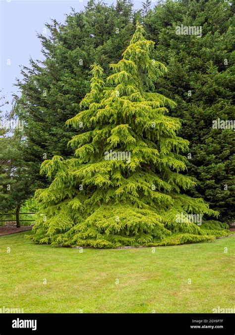 Cedrus deodara aurea Fotos und Bildmaterial in hoher Auflösung Alamy