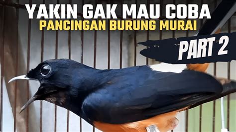 Part 2 MURAI BATU Malas Bunyi Bahan Paling Mudah Direspon Murai