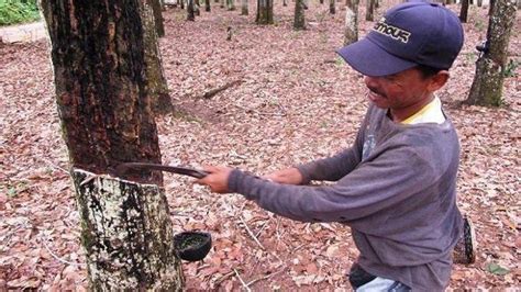 Info Harga Karet Hari Ini Kembali Anjlok Selasa Desember Di