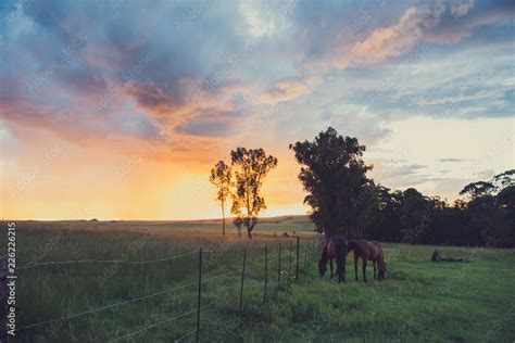 silhouette of horse in field at sunset Stock Photo | Adobe Stock