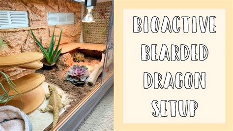 Starting A Bioactive Bearded Dragon Setup DIY Reptile Background