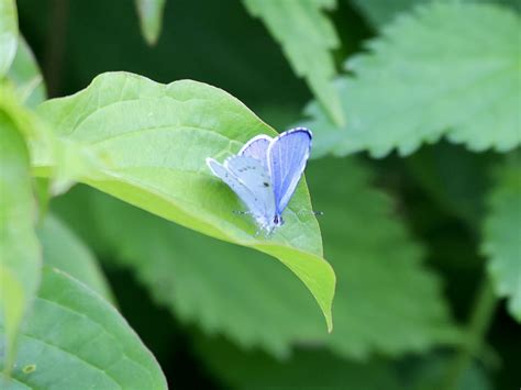 Vroege Vogels Foto Geleedpotigen Een Blauwtje