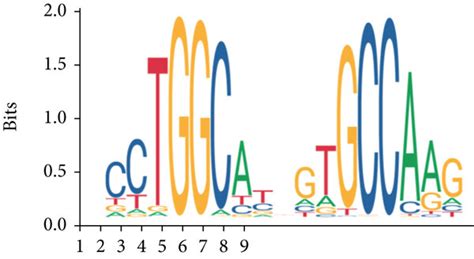 LncRNA Expression In LSCC Cells Is Induced By NFIB A B Relative