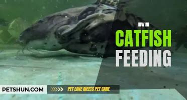 Baby Catfish Care Sheet: Essential Tips For Raising Happy And Healthy Catfish | PetShun