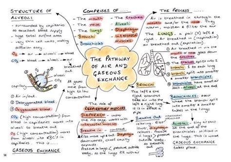 OCR Pathway Of Air Lesson Plans Health Science Gcse Pe