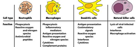 Chapter 8 Adaptive Immunity Flashcards Quizlet