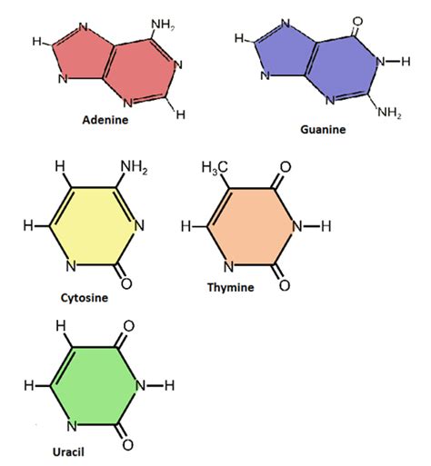 Nucleic Acid and Genetic Code - Structure and the Functions