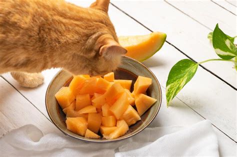 【猫飼いtips】猫は果物を食べられる？ 食べてもokとngの果物 ペトハピ