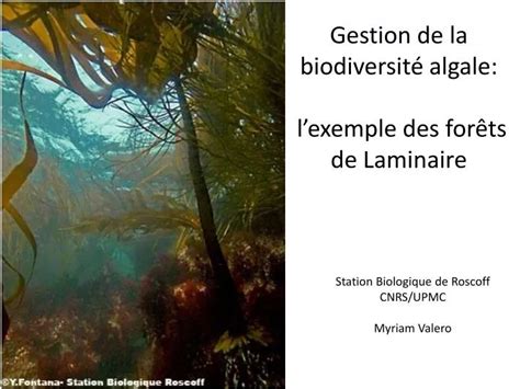 Ppt Gestion De La Biodiversit Algale Lexemple Des For Ts De