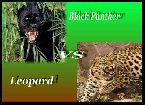 Black panther vs Leopard by Kyara007 on DeviantArt