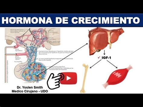 Hormona De Crecimiento Generalidades F Cil Youtube