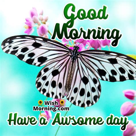 Top 999 Good Morning Images With Butterfly Amazing Collection Good Morning Images With