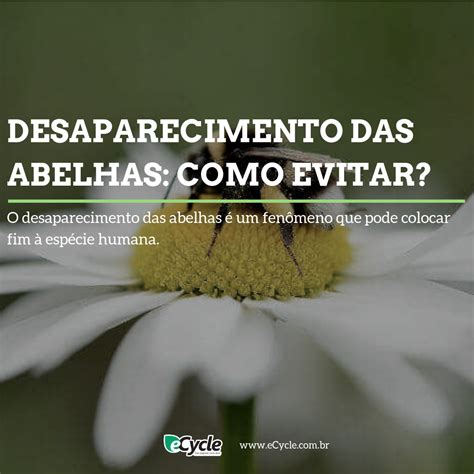 Como Evitar O Desaparecimento Das Abelhas Ecycle Abelha Espécie