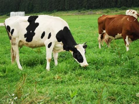 Comparing Brown Black And White Cows Key Distinctions Revealed All