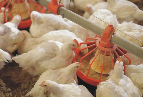 Importance Of Precise Amino Acids Requirement In Broiler Production