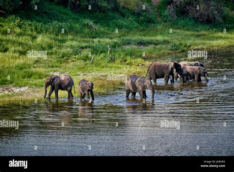 Herd Of African Bush Elephants Boteti River Makgadikgadi Pans