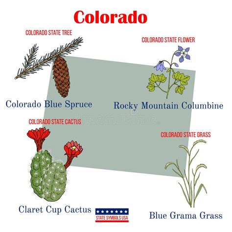 Colorado Set Of Usa Official State Symbols Stock Vector Illustration