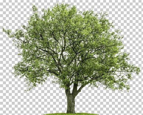 Africa Tree PNG Clip Art Wallpaper