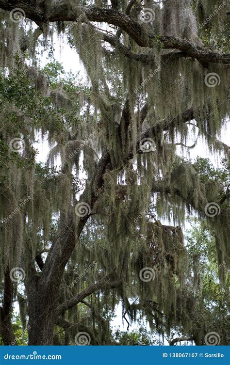 Spanish Moss Covered Oak Tree In Florida Stock Image Image Of Moss