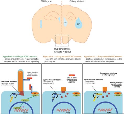 Metabolic Regulation And Energy Homeostasis Through The Primary Cilium Cell Metabolism