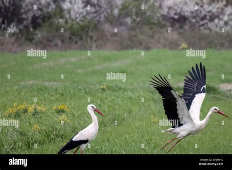 European White Stork Ciconia Ciconia Is The Symbol Of Bird Migration