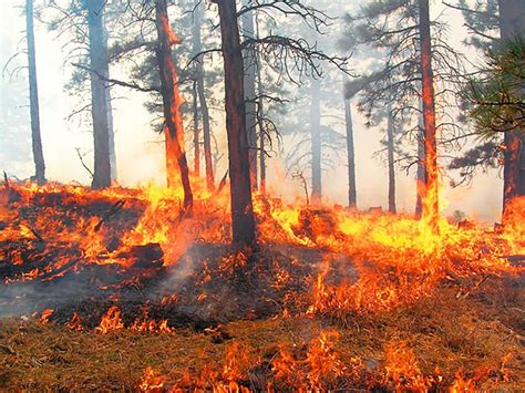 ¡arde México Conafor Reporta 116 Incendios Forestales