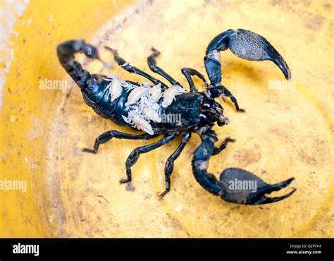 Scorpion With Babies On Back Hi Res Stock Photography And Images Alamy