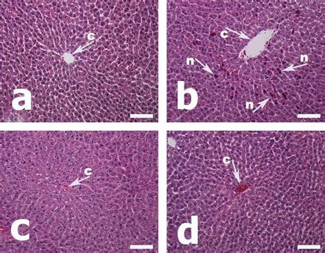 Liver Histology Of Sprague Dawley Rat Representative Figures Were