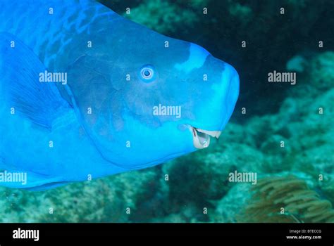 Blue parrotfish off Key Largo coast, Florida, USA Stock Photo - Alamy