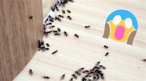 Que faire contre les fourmis 5 trucs de grand mère naturels Artofit