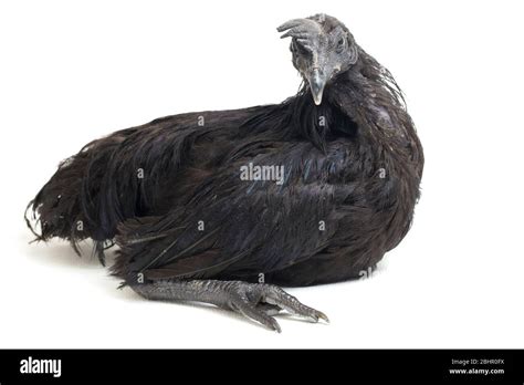 Poulet Noir Ayam Cemani Isolé Sur Fond Blanc Photo Stock Alamy