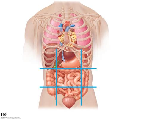 Abdominopelvic Regions Diagram Quizlet