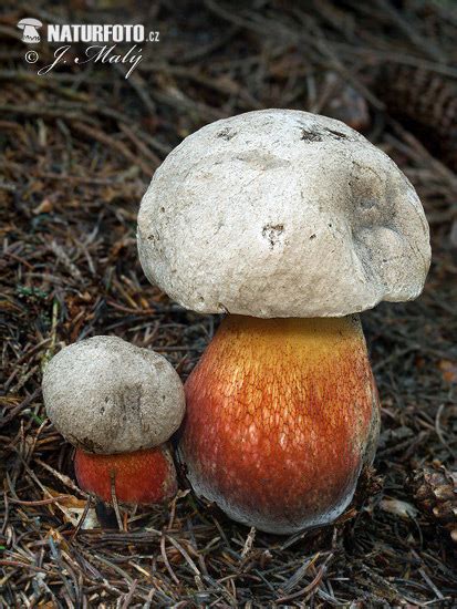 Caloboletus Calopus Pictures Bitter Beech Bolete Images Nature