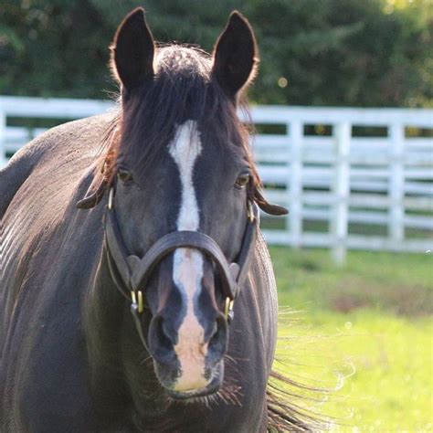 ザサンデーフサイチ エアグルーヴ産駒 高額馬といえばこの馬 超良血5億円 ルーラーやドゥラと同じダイナカール一族 アドマイヤグルーヴの弟