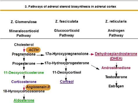 Adrenal Gland Hormone Synthesis