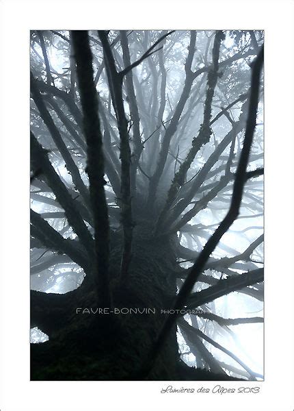 Lumières des Alpes Arbre dans la brume