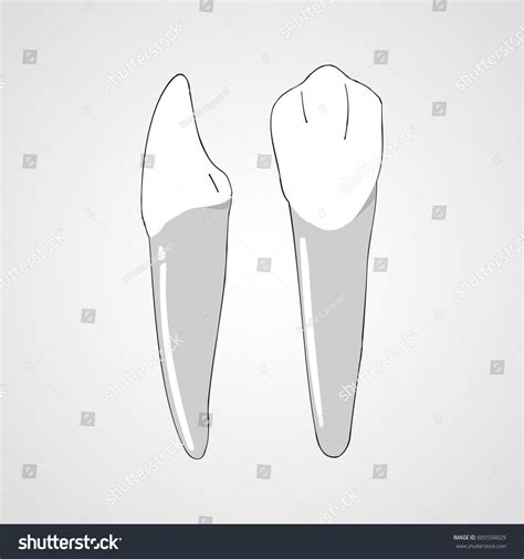 Incisor Teeth Vector Icon Stock Vector 605556029 Shutterstock