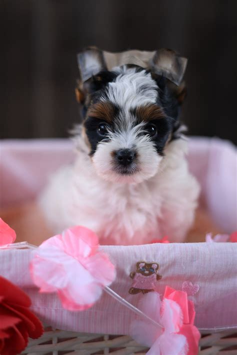 Olga S Kennel Biewer Terrier Puppies For Sale In Roseville Ca Akc