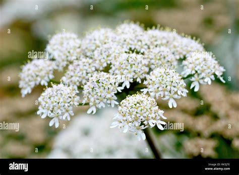 Kuhkopf mit blumen Fotos und Bildmaterial in hoher Auflösung Alamy