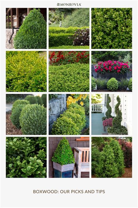 Boxwood Winter Care How To Avoid Boxwood Winter Burn In Winter