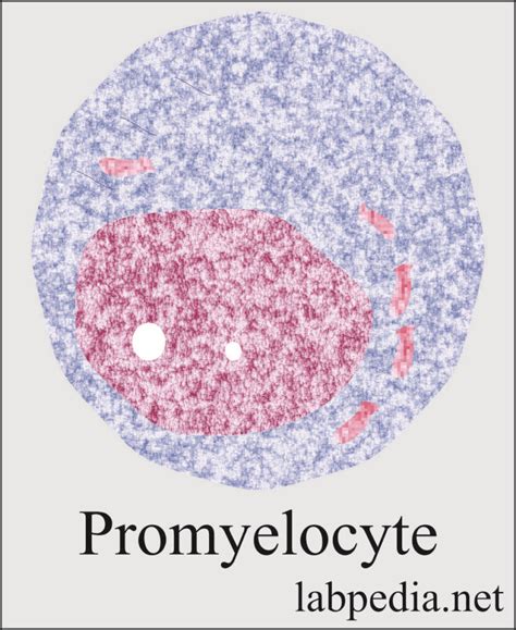 Hematology Labpedia Net