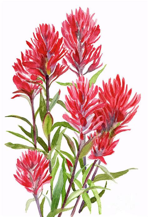 Indian Paintbrush Art Print By Sharon Freeman